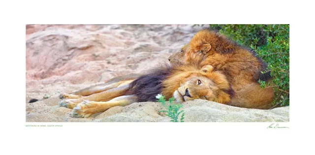 Brothers In Arms, South Africa