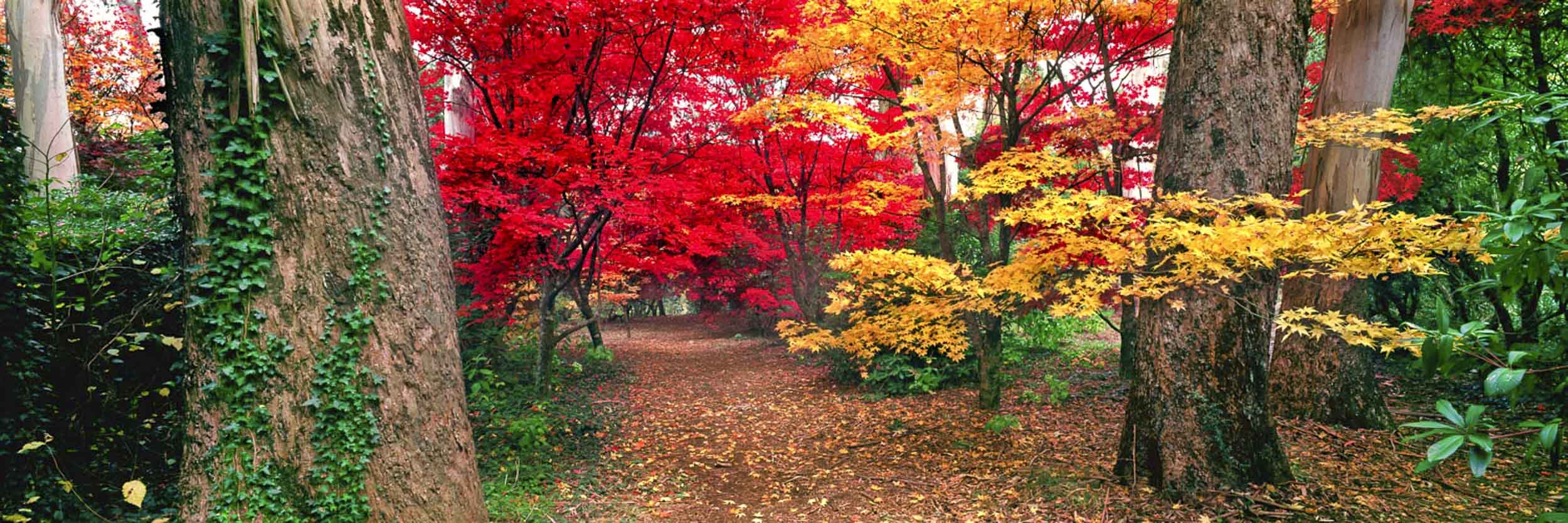 Autumn Glory by Ken Duncan