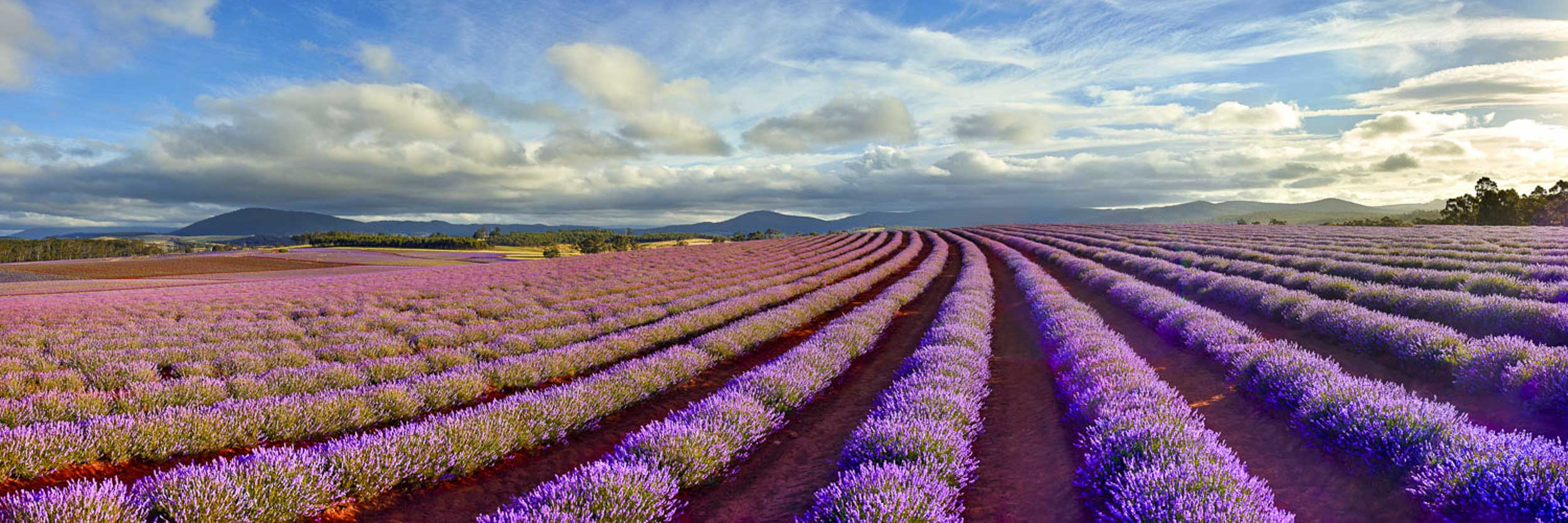 Field of Dreams